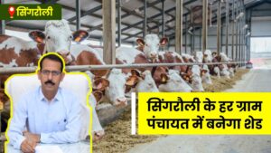 Singrauli News : गौवंश के लिए सिंगरौली जिले के हर ग्राम पंचायत में बनेगा शेड,दूध देने वाली गायों को रखा जाएगा अलग