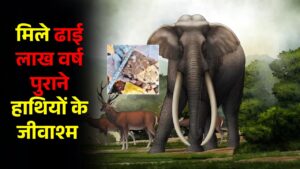 Elephant Fossils : मध्य प्रदेश की सीधी में मिले ढाई लाख वर्ष पुराने प्रोबोसिडियन कुल के हाथियों के जीवाश्म 