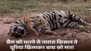 MP News: बैल को मारने से नाराज किसान ने यूरिया खिलाकर बाघ को मारा