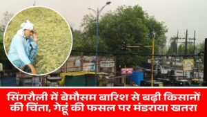 Singrauli News: सिंगरौली में बेमौसम बारिश से बढ़ी किसानों की चिंता, गेहूं की फसल पर मंडराया खतरा